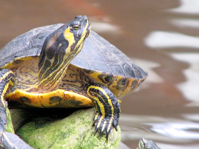 Yellow Bellied Slider Facts: Habitat To Health Secrets