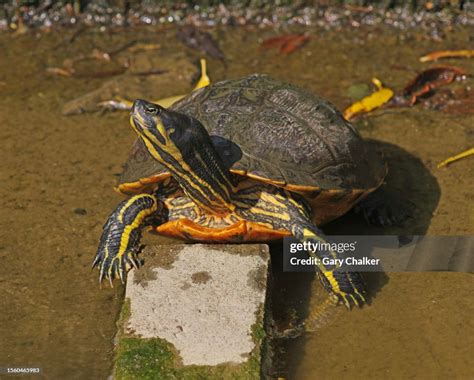 Yellow Bellied Slider Turtle Photos Trachemys Scripta Arkive