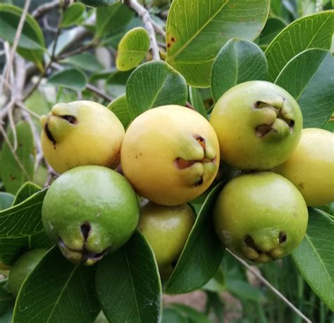 Yellow Cherry Guava Fruit Tree Seeds Paitu