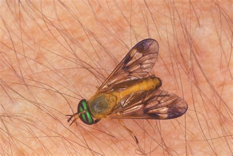 Yellow Deer Fly