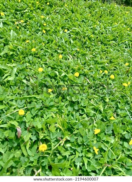 Yellow Flowers Peanut Grass Carabao Grass Stock Photo 2194600007