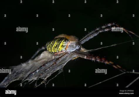 Yellow Garden Spider And The Egg Sac Hanging On The Web Stock Photo