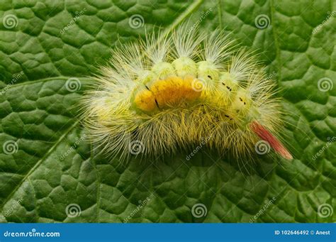 Yellow Hairy Caterpillar Over Green Leaf Stock Photo Image Of Animal