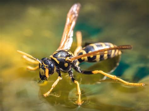 Yellow Jacket Insights: Identification Tips