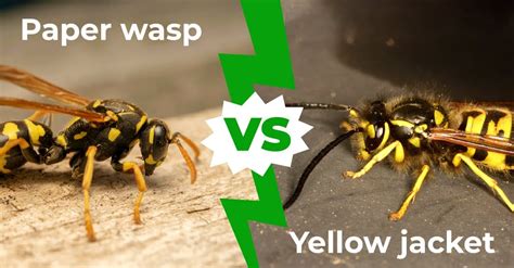 Yellow Jacket Vs Wasp