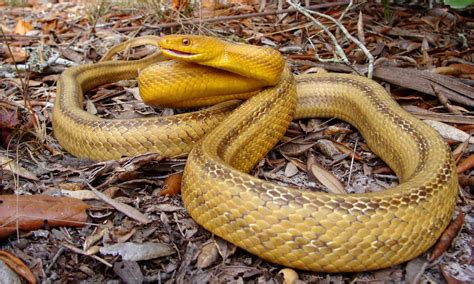 Yellow Rat Snake: Identification Made Easy