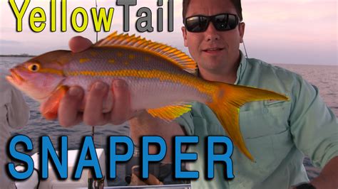 Yellowtail Snapper: Best Fishing Techniques