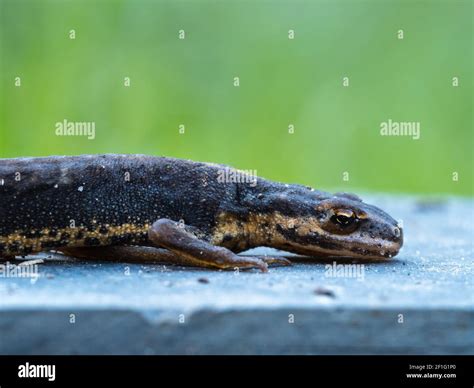 Young Newt 3 Letters