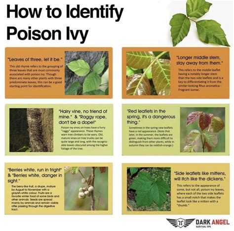 Your Complete Guide To Poison Ivy How To Spot It Prevent It Treat