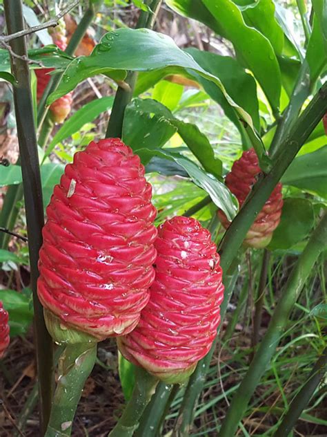 Zingiber Zerumbet Pine Cone Ginger Shampoo Ginger