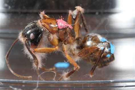 Zombie Fungus Enslaves Only Its Favorite Ant Brains Live Science