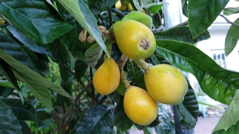 Zone 7 Loquat Tree Youtube